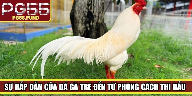 Sự hấp dẫn của đá gà tre còn đến từ phong cách thi đấu nhanh, linh hoạt