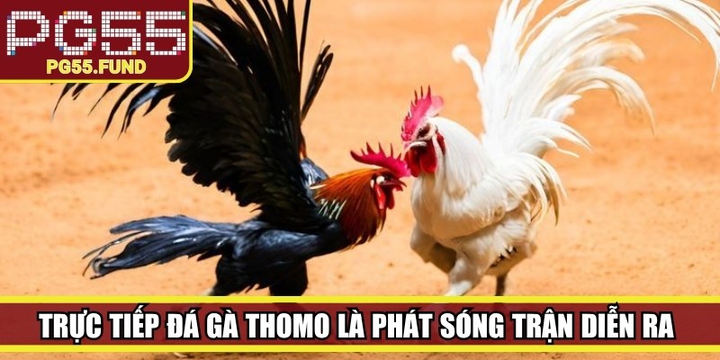 Trực tiếp đá gà Thomo là hình thức phát sóng trận diễn ra tại trường gà Thomo